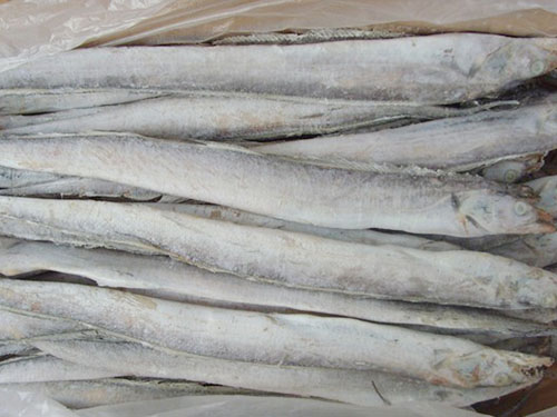 冻带鱼