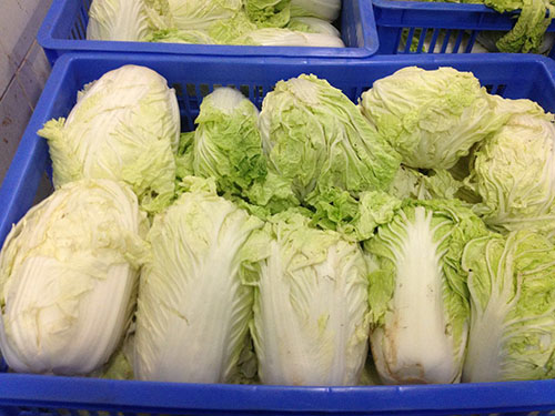 大白菜