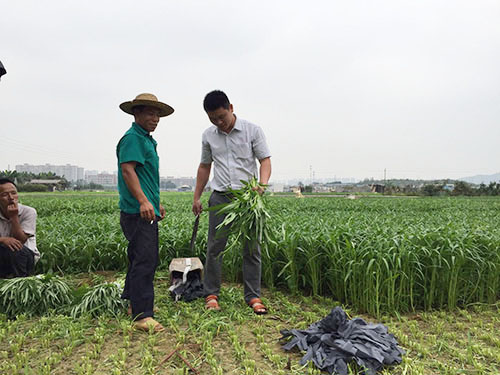 东莞种植基地