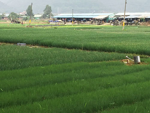 葱种植基地