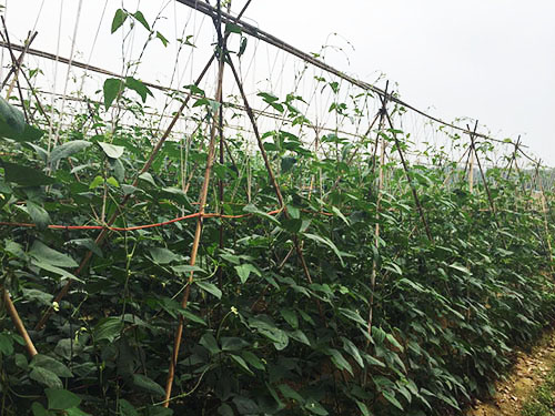 豆角种植基地