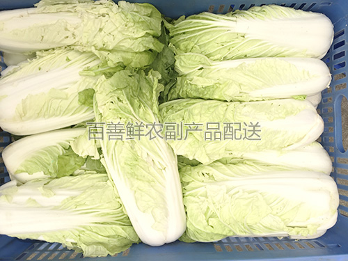 白菜