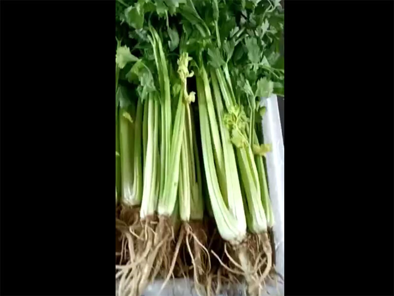 精选芹菜