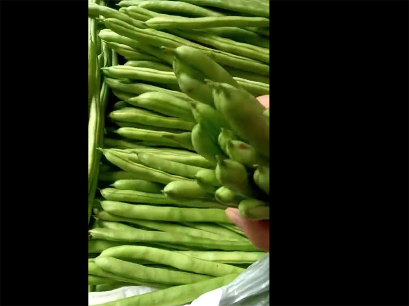 精选豆角